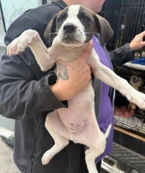 Pointer and Beagle Dogs Available for Adoption in Thompson Falls, Montana - Richard | PetCurious