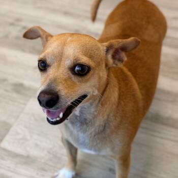 Chloe -  Terrier and Mixed Breed Dog for Adoption in Green Bay, Wisconsin - Chloe | PetCurious