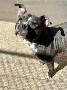 Pit Bull Terrier Dogs Available for Adoption in Chicago, Illinois - Gloria | PetCurious