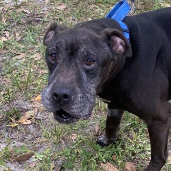 Rescue Shar Pei and Pit Bull Terrier Dogs for Adoption in Sarasota, Florida - Pump | PetCurious
