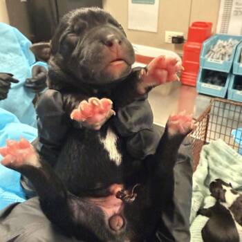 Collard Greens -  Pit Bull Terrier Dog for Adoption in Chicago, Illinois - Collard Greens | PetCurious