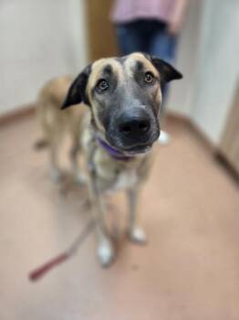 Mya -  Anatolian Shepherd Dog for Adoption in Kennewick, Washington - Mya | PetCurious