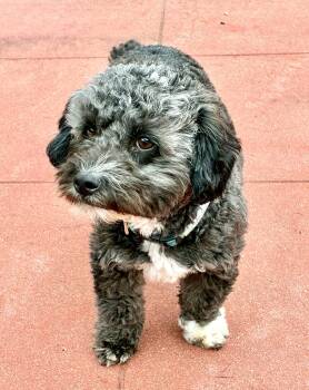 Maltese and Poodle Dogs Available for Adoption in Palo Alto, California - Primrose | PetCurious