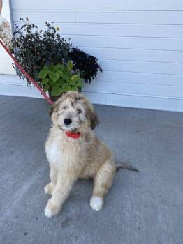 Bowie -  Australian Shepherd and Mixed Breed Dog for Adoption in Fergus Falls, Minnesota - Bowie | PetCurious