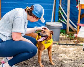 Rescue Mixed Breed Dogs for Adoption in Houston, Texas - Paisley | PetCurious
