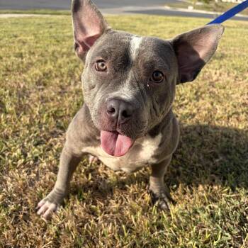 Fiona -  American Bully Dog for Adoption in Harlingen, Texas - Fiona | PetCurious