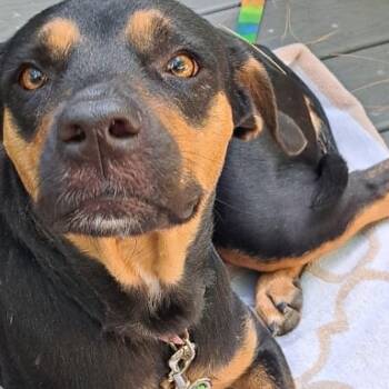 Daisy -  Labrador Retriever and Black Mouth Cur Dog for Adoption in Columbia, Maryland - Daisy | PetCurious