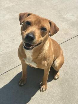Terrier and Mixed Breed Dogs Available for Adoption in King William, Virginia - Salsa | PetCurious
