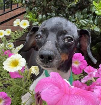 Amberlee -  Miniature Dachshund Dog for Adoption in Lawrenceville, Georgia - Amberlee | PetCurious