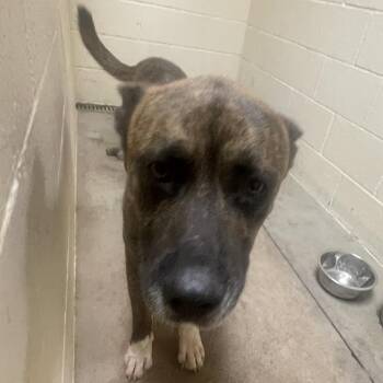 Sabastian -  Shepherd and Mixed Breed Dog for Adoption in Palestine, Texas - Sabastian | PetCurious