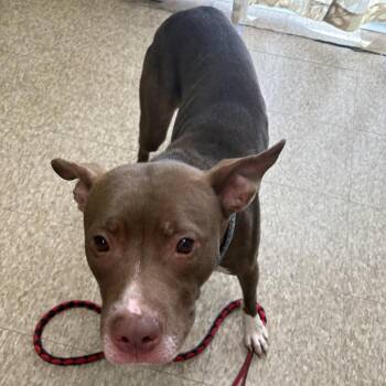Almond -  Pit Bull Terrier and Mixed Breed Dog for Adoption in Warren, Pennsylvania - Almond | PetCurious