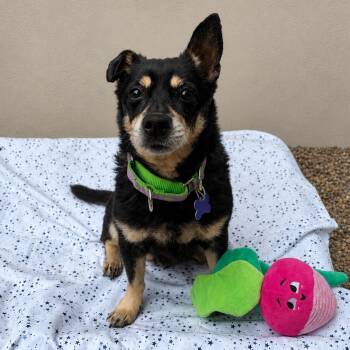 Inka -  Mixed Breed Dog for Adoption in Hopkinton, Massachusetts - Inka | PetCurious
