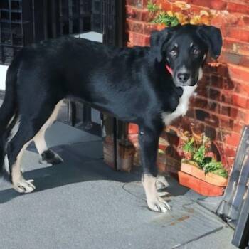 Rescue Labrador Retriever Dogs for Adoption in Rollingwood, Texas - Simon | PetCurious