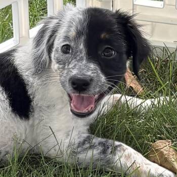 Phantom -  Border Collie and Rottweiler Dog for Adoption - Phantom | PetCurious