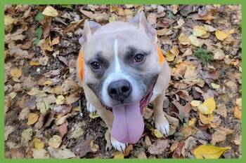 Luna -  Pit Bull Terrier and Boxer Dog for Adoption in Amherst, Massachusetts - Luna | PetCurious