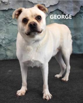George -  Pug and Shepherd Dog for Adoption in Gilbert, Arizona - George | PetCurious