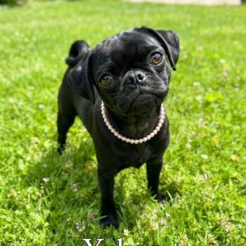 Yukon -  Pug Dog for Adoption in Las Vegas, Nevada - Yukon | PetCurious