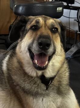 Dusty (FTA) -  German Shepherd Dog Dog for Adoption in Brooklyn Center, Minnesota - Dusty (FTA) | PetCurious