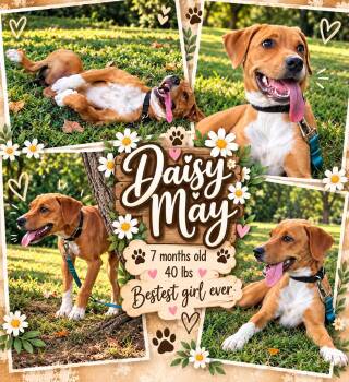 Daisy May -  Labrador Retriever and Boxer Dog for Adoption in Jackson, Tennessee - Daisy May | PetCurious