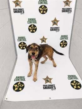 Airedale Terrier and Mixed Breed Dogs Available for Adoption in Winter Haven, Florida - SILVIE | PetCurious