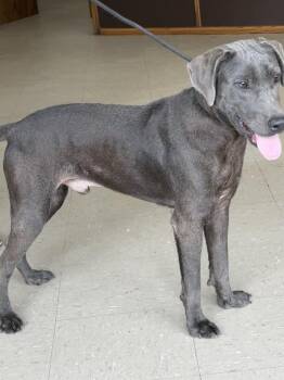 Sparky -  Blue Lacy Dog for Adoption in Boston, Massachusetts - Sparky | PetCurious