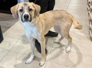 JULY -  Mixed Breed Dog for Adoption in Rowlett, Texas - JULY | PetCurious