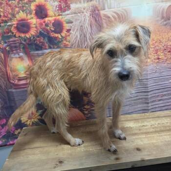 Daisy -  Terrier and Mixed Breed Dog for Adoption in Normal, Illinois - Daisy | PetCurious