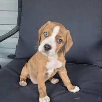 Trix -  Beagle Dog for Adoption in Huntingdon, Pennsylvania - Trix | PetCurious