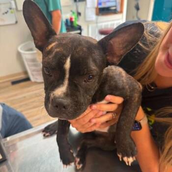 Dovie Bell -  French Bulldog and Boston Terrier Dog for Adoption in Nashville, Tennessee - Dovie Bell | PetCurious
