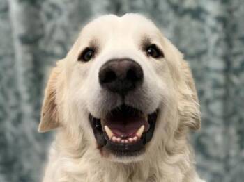Great Pyrenees Dogs Available for Adoption - Harley | PetCurious