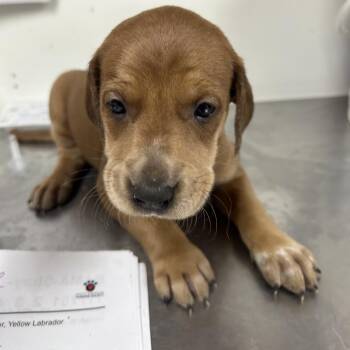 Hound Dogs Available for Adoption in Parrish, Alabama - Kylie | PetCurious