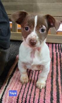 Chihuahua Dogs Available for Adoption - Taya  | PetCurious