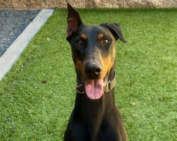 MELODY -  Doberman Pinscher Dog for Adoption in Moreno Valley, California - MELODY | PetCurious
