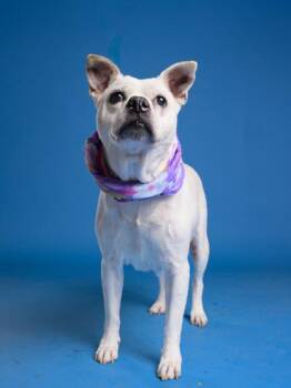 Mixed Breed Dogs Available for Adoption in Atlanta, Georgia - Bella | PetCurious