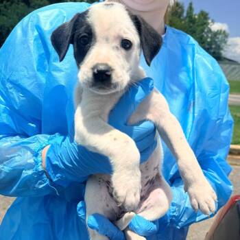 Josie -  Mixed Breed Dog for Adoption in Corinth, Mississippi - Josie | PetCurious