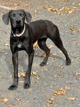 Orita -  Weimaraner Dog for Adoption in Thornton, Colorado - Orita | PetCurious