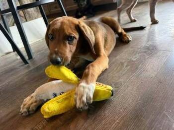 Coonhound and Labrador Retriever Dogs Available for Adoption - Cinnabun | PetCurious