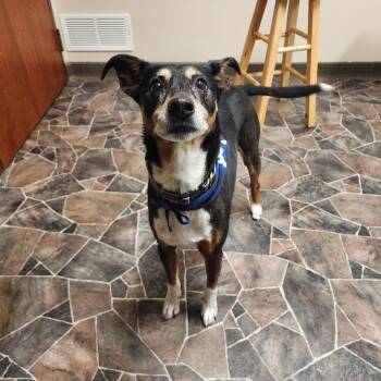 Rescue Manchester Terrier Dogs for Adoption in Sterling Heights, Michigan - Lady | PetCurious