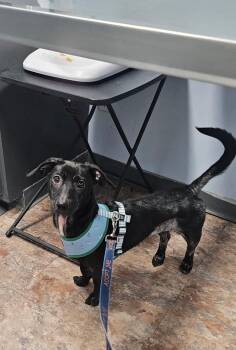 Rescue Dachshund and Labrador Retriever Dogs for Adoption in Vandergrift, Pennsylvania - POPPY  Tinycauseadopt@gmail.com | PetCurious