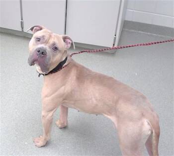 SCRABBLE -  American Bulldog and Mixed Breed Dog for Adoption in Omaha, Nebraska - SCRABBLE | PetCurious