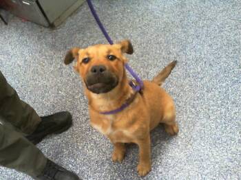 Mixed Breed Dogs Available for Adoption - CLARA | PetCurious