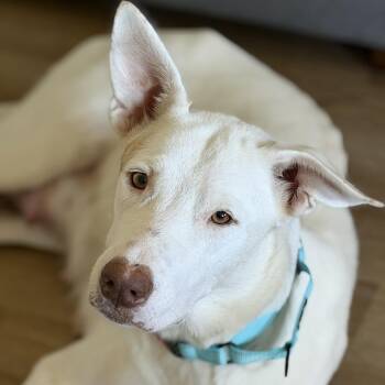 Minka -  Shepherd Dog for Adoption in Pflugerville, Texas - Minka | PetCurious