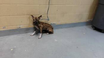 COOKIE MONSTER -  Pit Bull Terrier and Mixed Breed Dog for Adoption in Tulsa, Oklahoma - COOKIE MONSTER | PetCurious