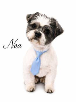 Shih Tzu Dogs Available for Adoption in Sylvania, Georgia - Noa | PetCurious