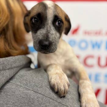 Scrambled -  Mixed Breed Dog for Adoption in Morristown, Vermont - Scrambled | PetCurious