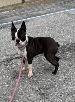 Boston Terrier Dogs Available for Adoption - Toad | PetCurious