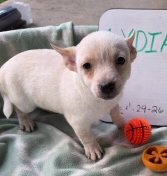 Lydia -  Australian Cattle Dog Blue Heeler Dog for Adoption in Indianapolis, Indiana - Lydia | PetCurious