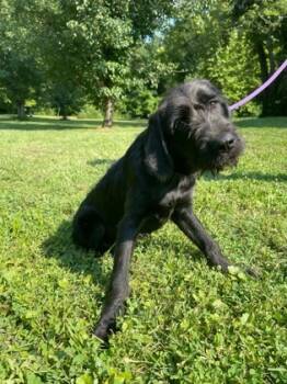 Rescue Standard Poodle and Mixed Breed Dogs for Adoption in Morton Grove, Illinois - Copper | PetCurious