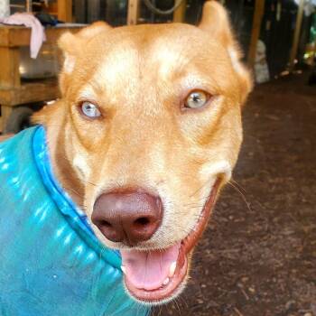 Rescue Yellow Labrador Retriever and Mixed Breed Dogs for Adoption in Boerne, Texas - Caramelo | PetCurious