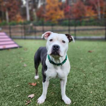 Rescue Pit Bull Terrier Dogs for Adoption in Greensboro, North Carolina - Cushion | PetCurious